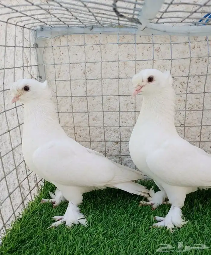 للبيع زوج تركي ابيض دبل كرست 2