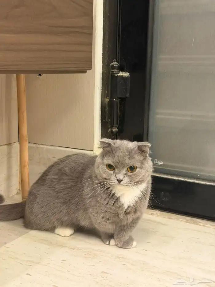 For sale Female Munchkin 1