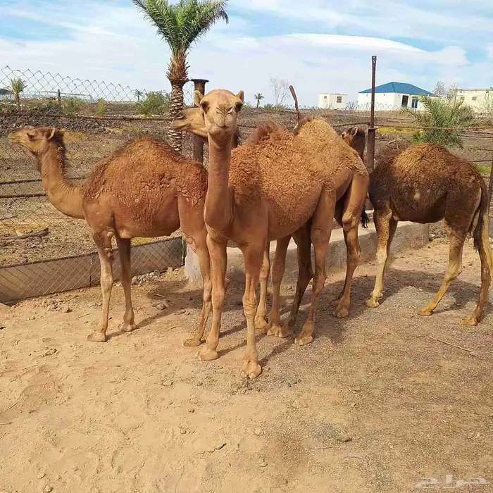 قعدان .. حشو 9