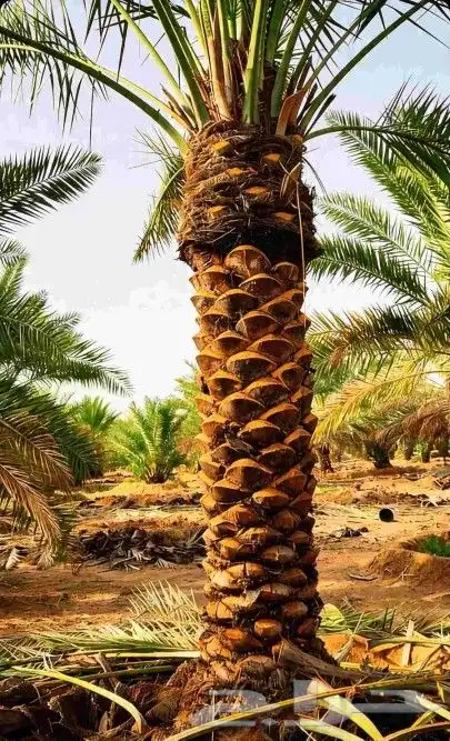 Fruitful palm trees Naqail Ikhlas Sukari Barhi Saqai Shishi 6
