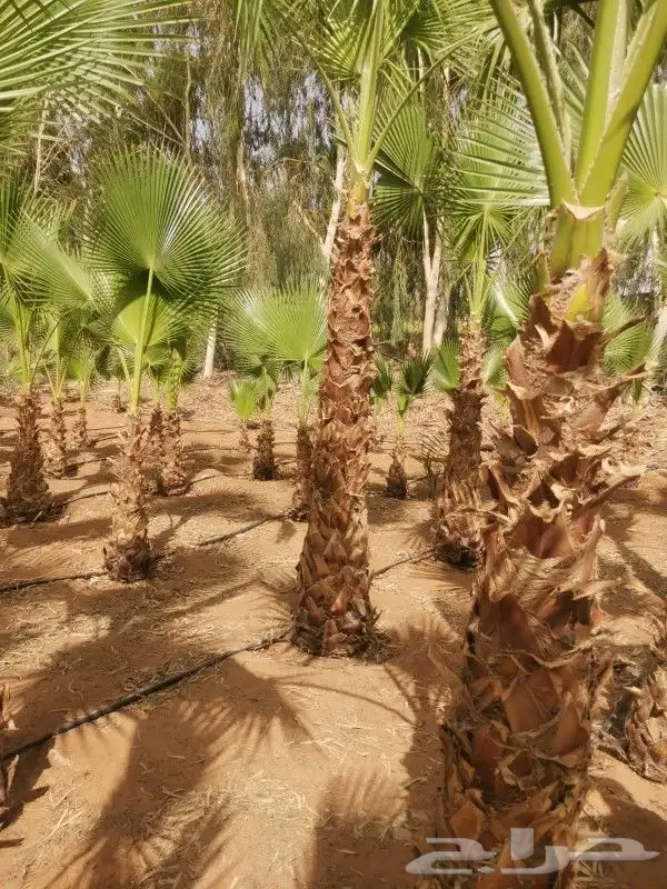 واشنطن سعر طيب 1
