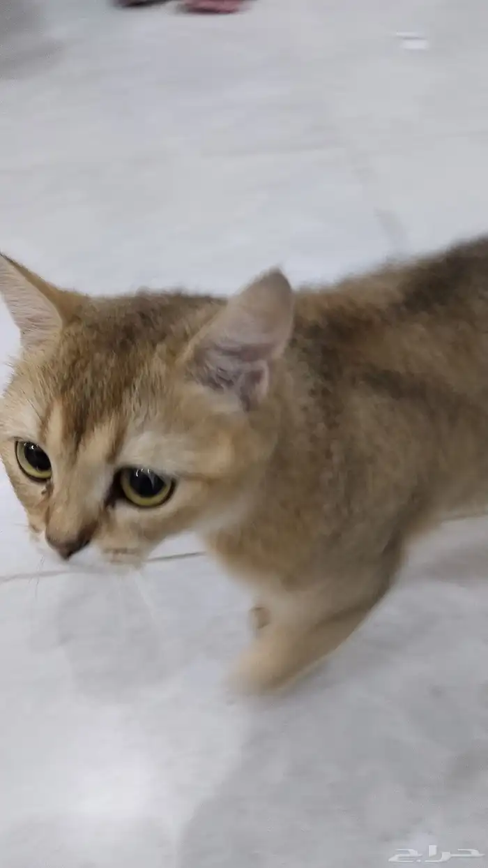 Two Scottish cats for adoption 3