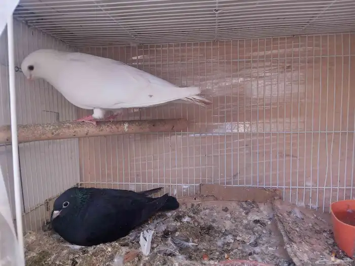 حمام صنعاوي بعياله 5