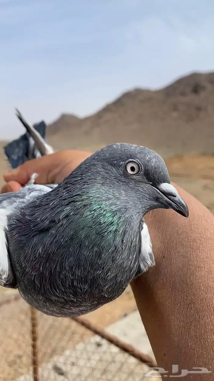 جوز فقير كول للبيع اساس بطل 4