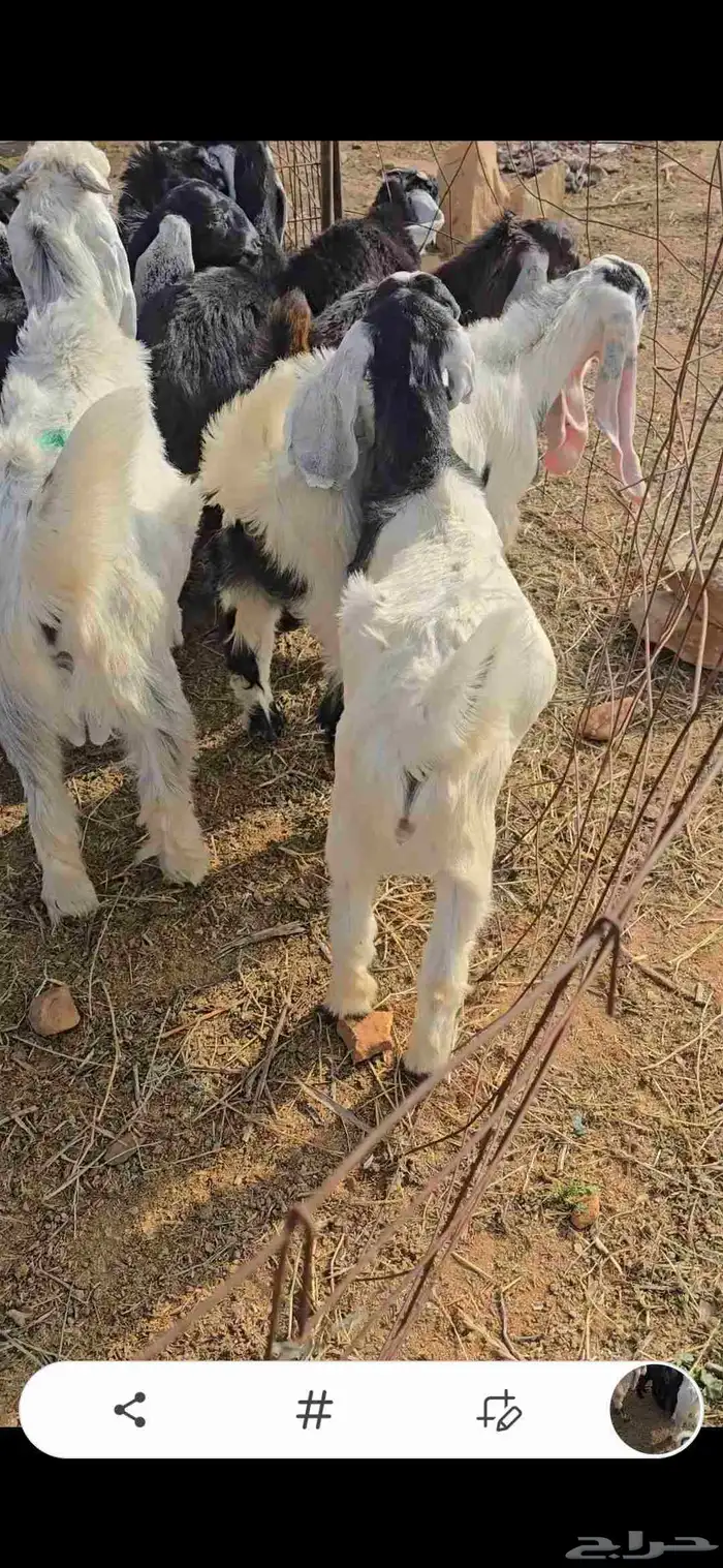 للبيع تيوس وجفار 6