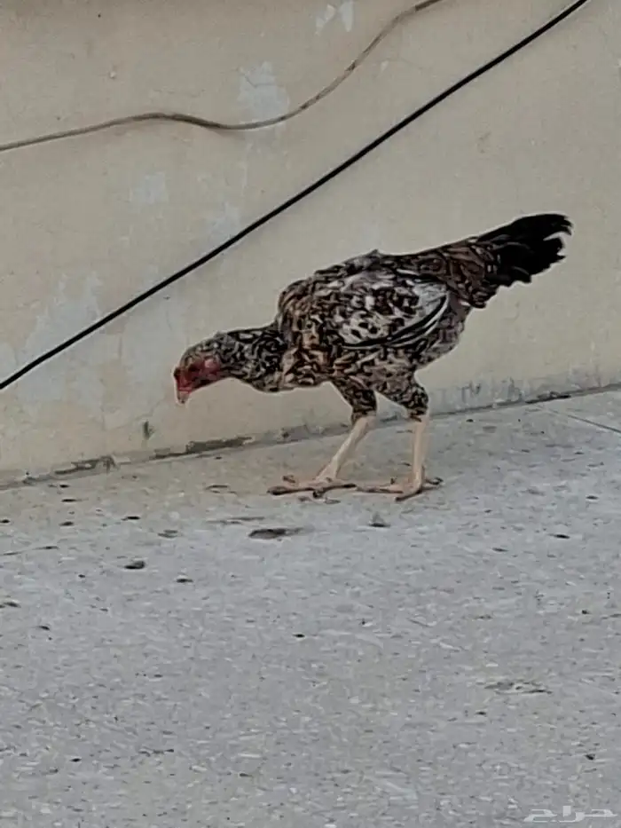 A rooster with 3 Sindhi chickens 2