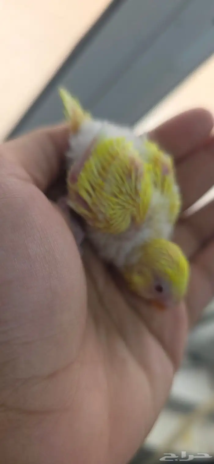 Latino Budgie Chick 1