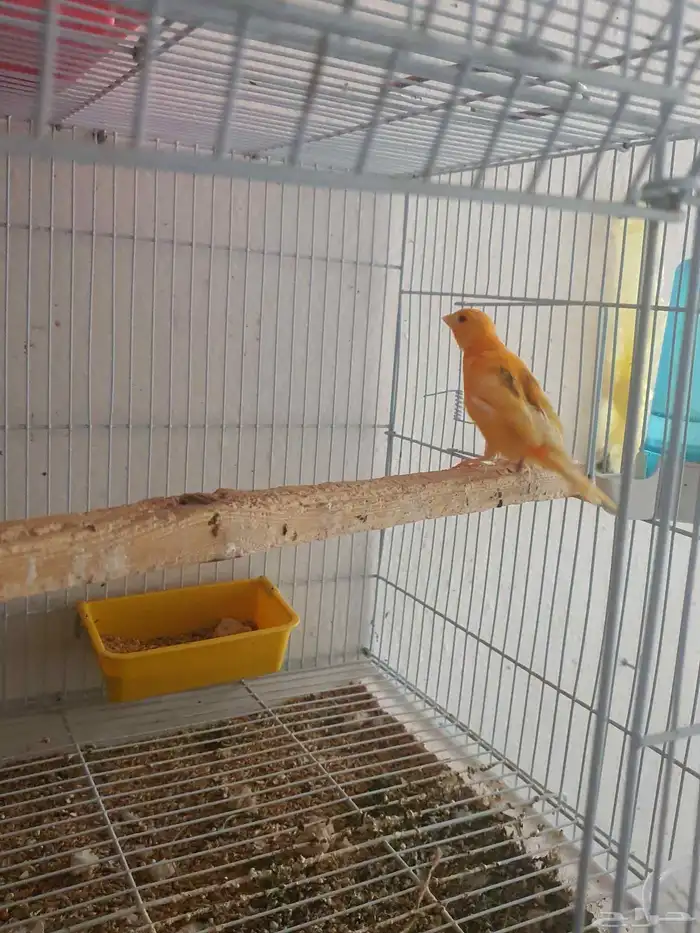 Singing Canary Pair  Carrot Color 3