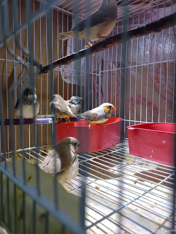 Zebra pair with their chicks 1