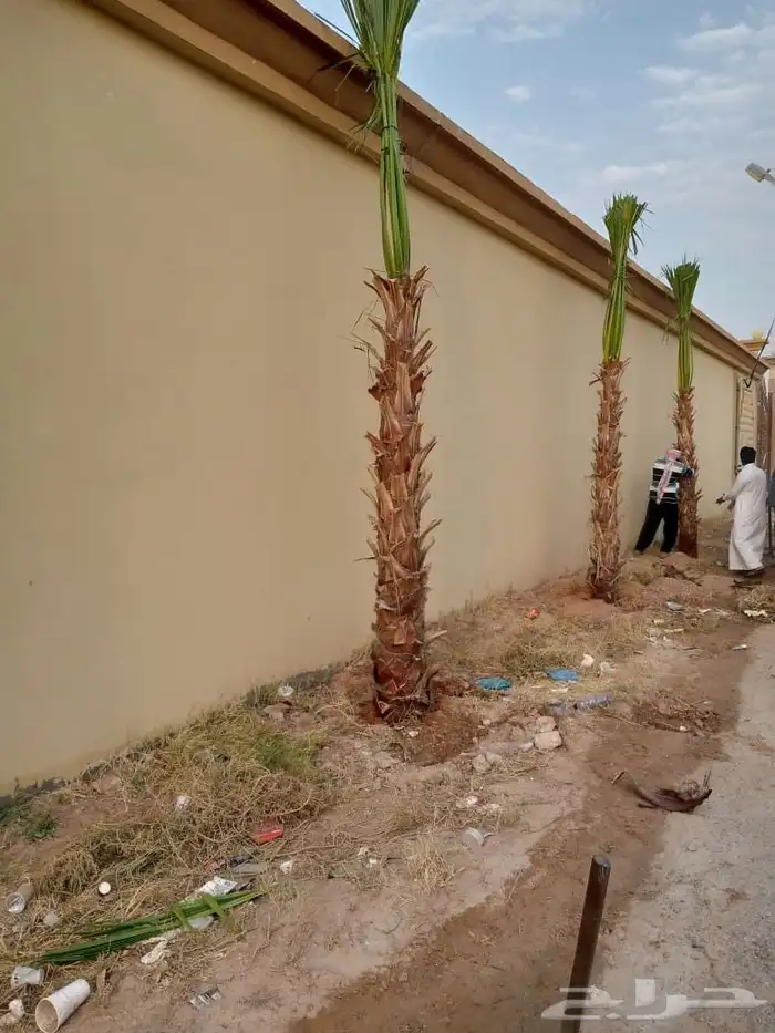 Washingtonia palm fan palm ornamental all sizes available Wa 2