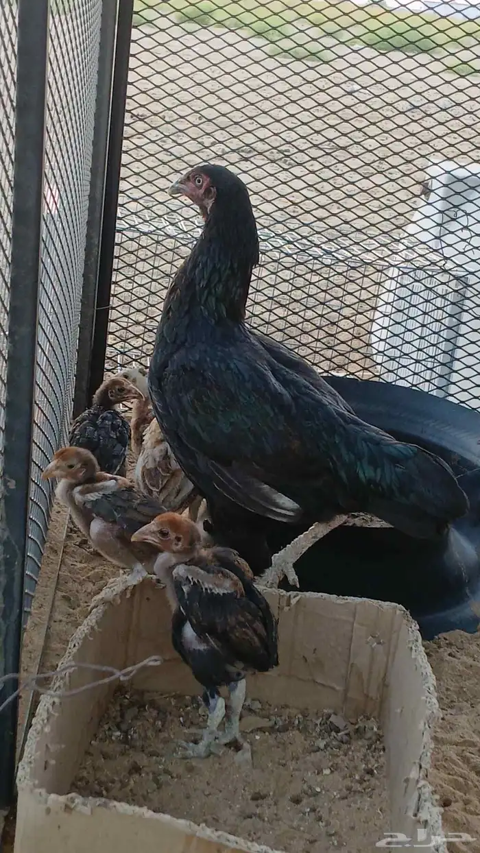 Pakistani chickens two with 8 chicks a sweet doe 1