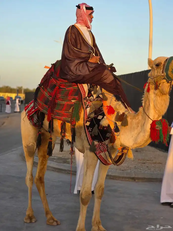 Horses and Camels for Rent 1