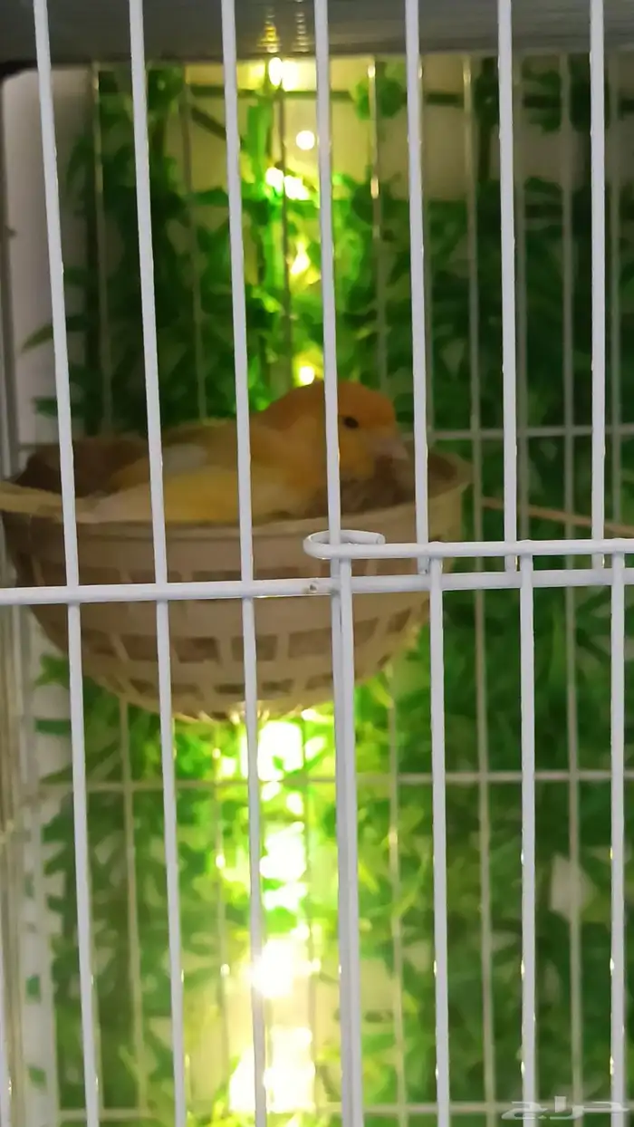 canary husband hamadani irani 6