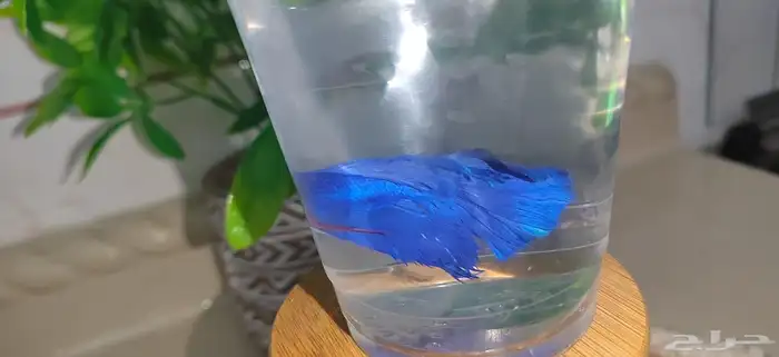 العنوان  فايتر (Betta) ألوان ملكية وزعانف - لعشاق الفخ 40
