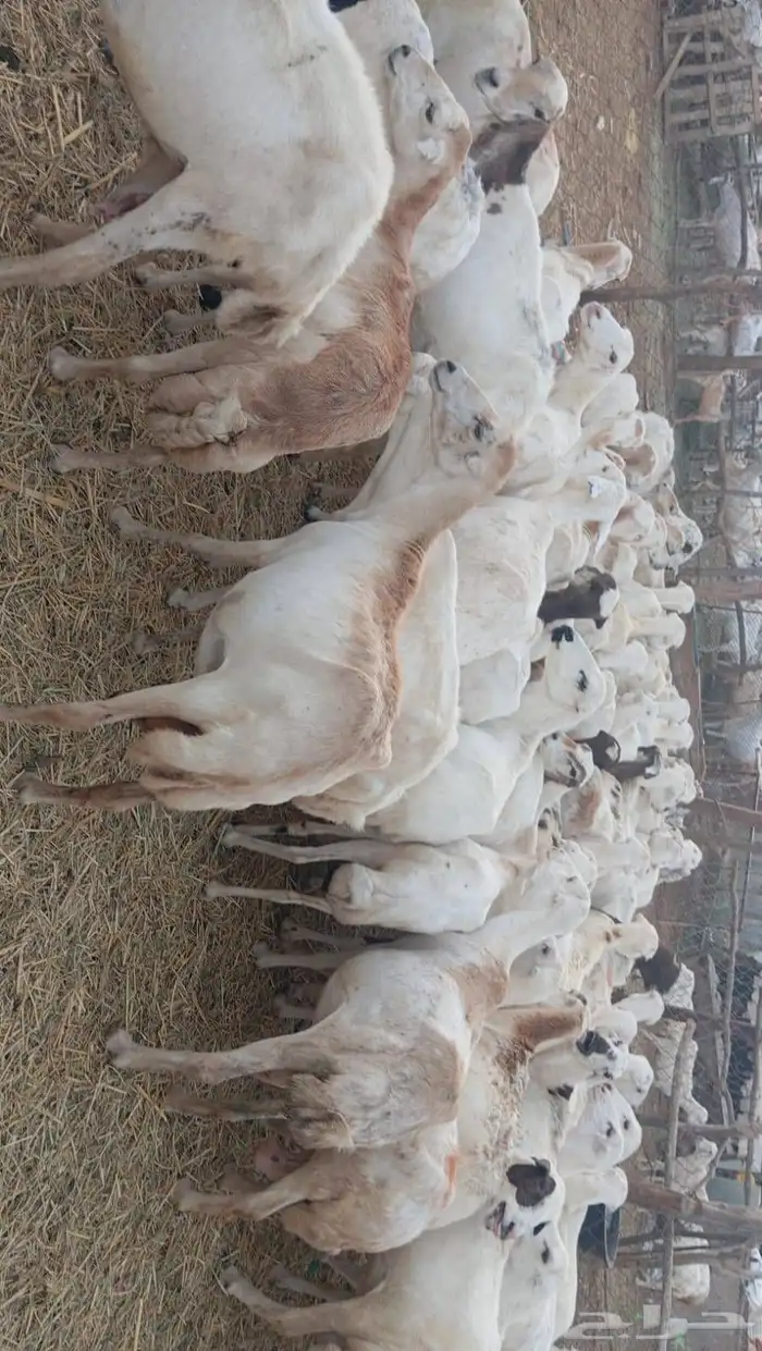 ضأن رفيديات مراح واحد خلفات العدد 107 تحتها 107 الموقع جيزان 8