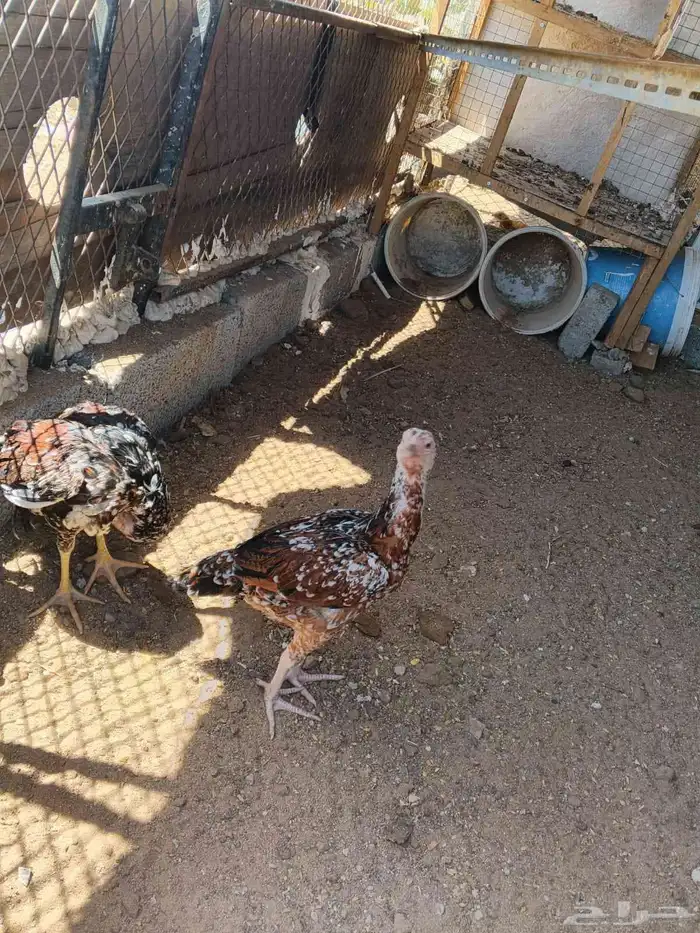 Pakistani Sindhi Chicken 1