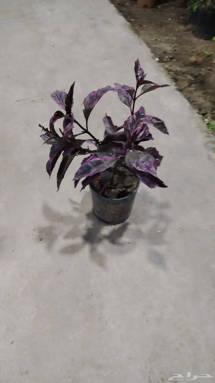 تنسيق حدائق 7