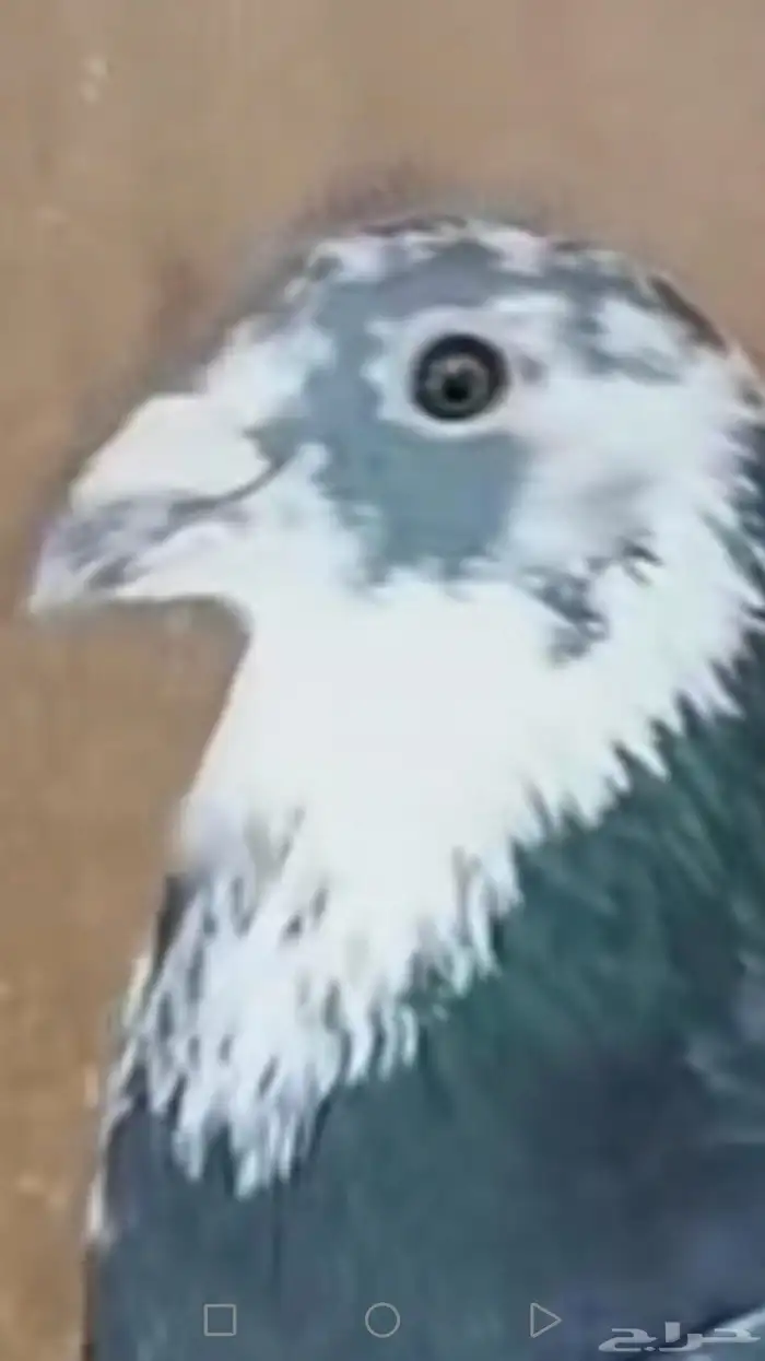 سوبر جان اردن سوبر 3