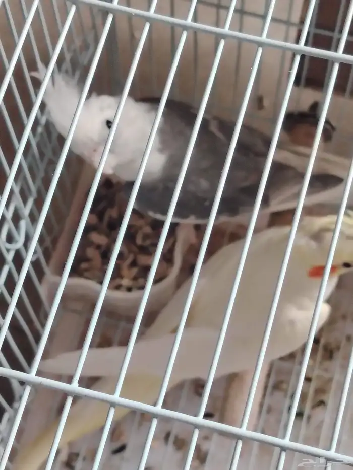 زوج كروان منتج 8