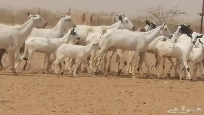 ماعز بيشيات خلفات طيبة معزا بيشية مواليد 30 تحتها 30 41