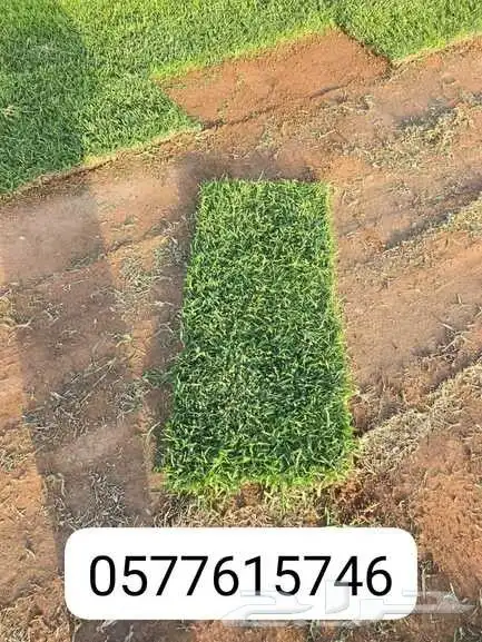 Natural grass French grass Antoro grass 1