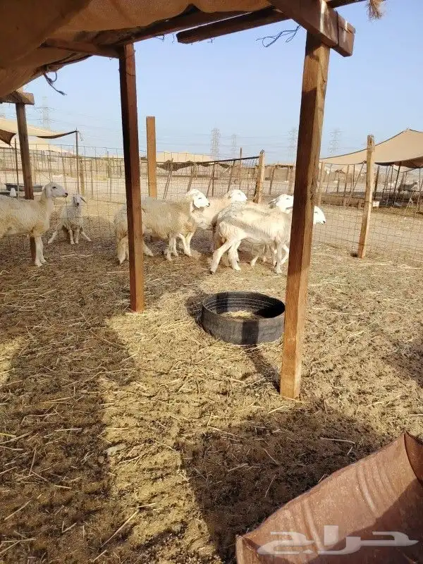 رخال جدعات طيبه 5