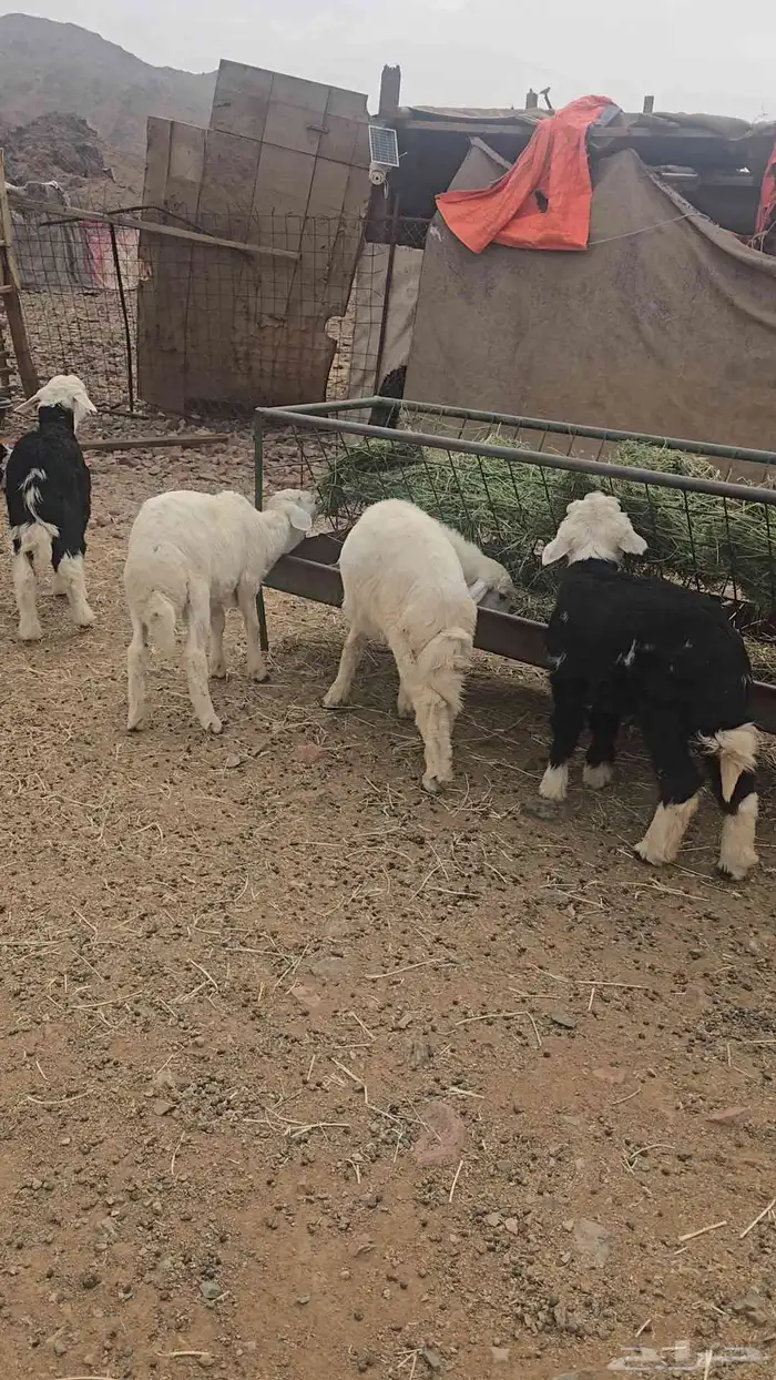 بهم مايضحي للبيع العدد 6 2