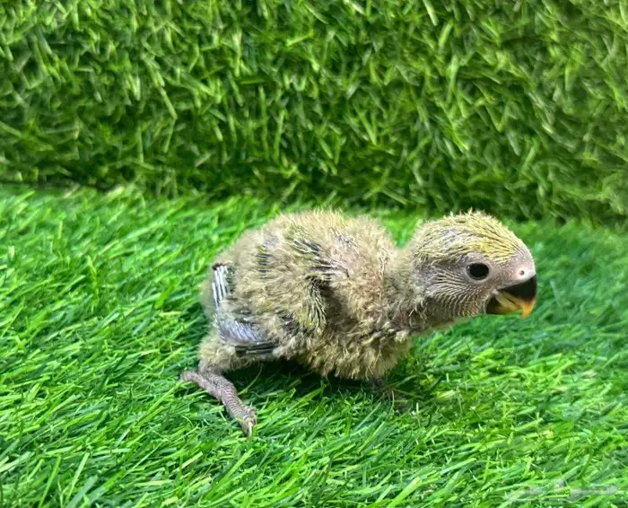 Roseringed Parakeet Chicks 3