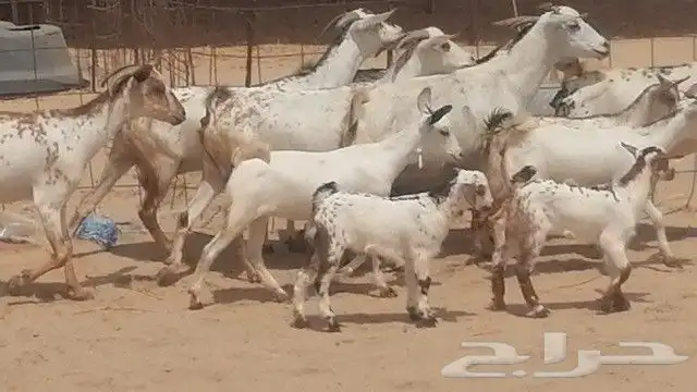 معزا جنوبية وشح للبيع 13
