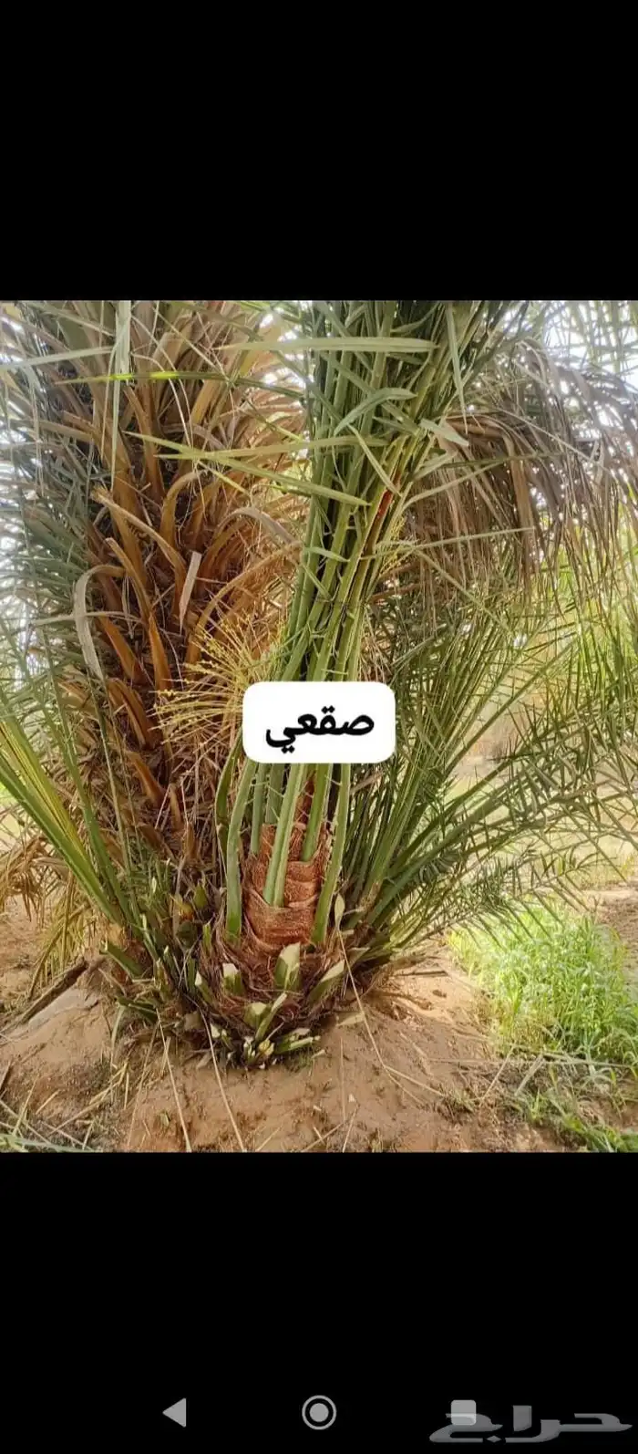 نخل 2