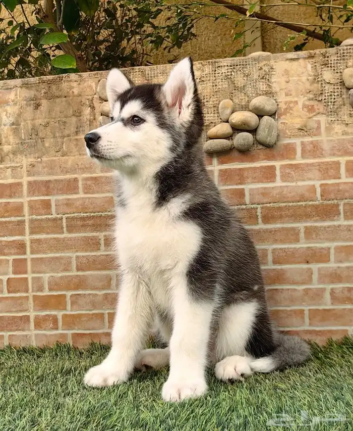 كلاب هاسكي جراوي 1