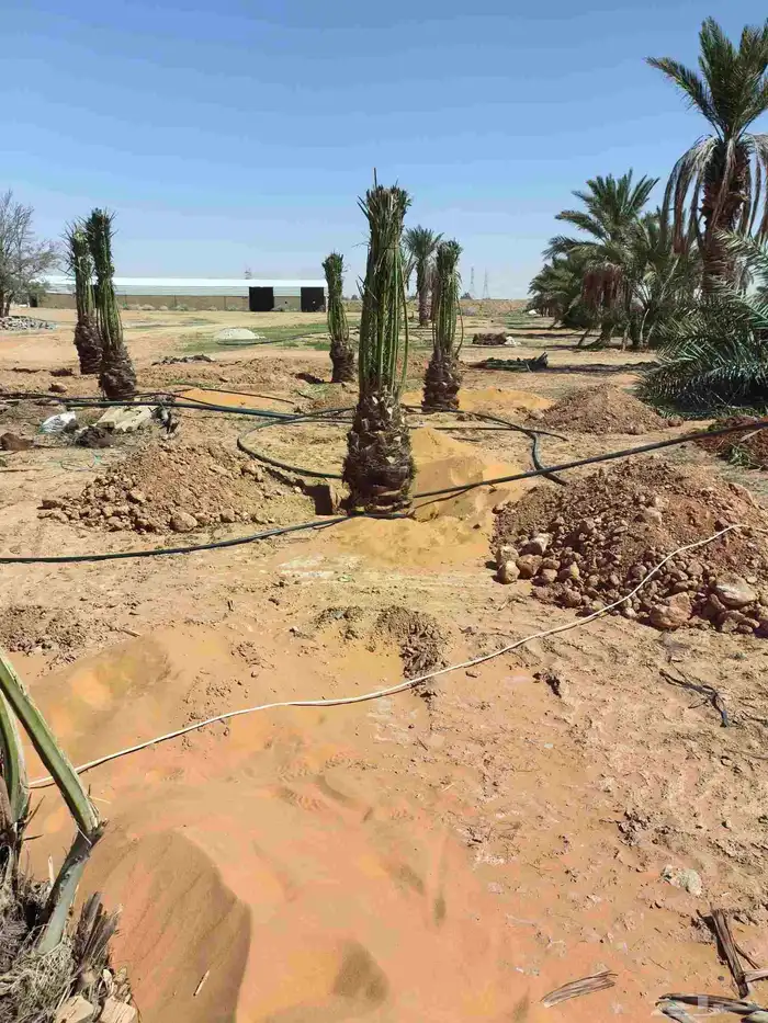 نقول نخل عربي ووشنطني وصينات مزاراع 5