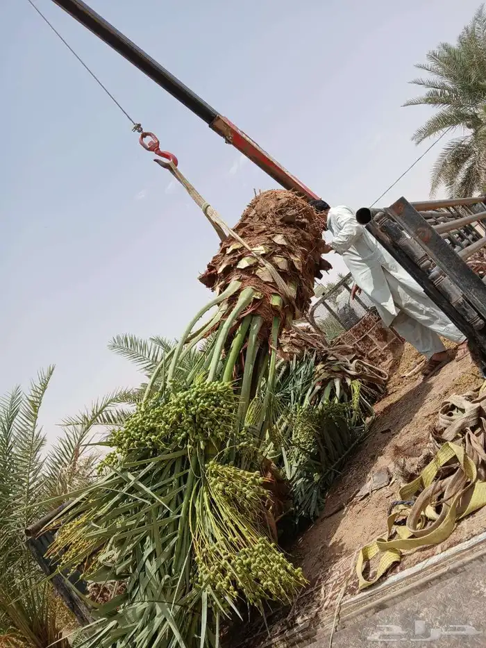 نخل مثمر نقايل جثايث إخلاص سكري برحي صقعي شيشي هلالي مجدول و 8