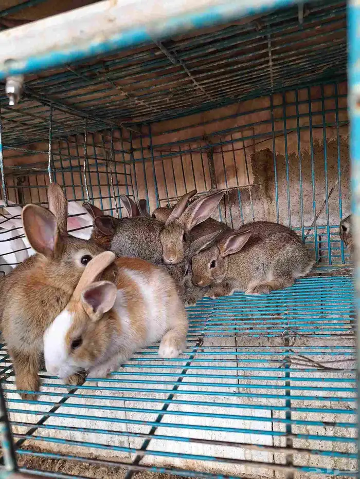 ارانب للبيع 2