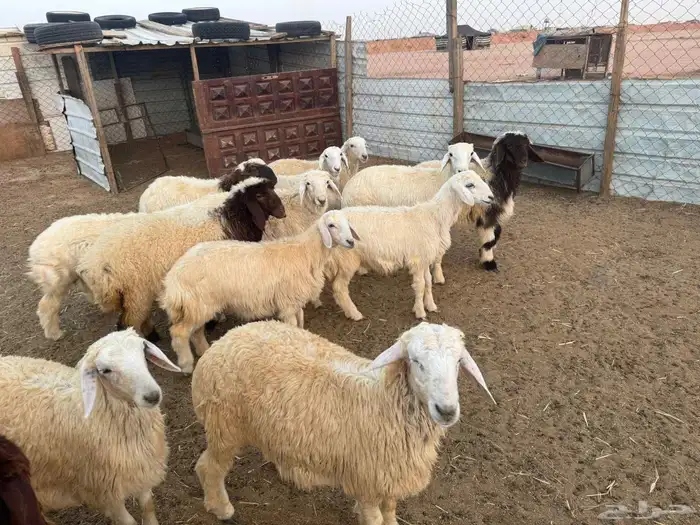 طليان ورخال اضاحي 4