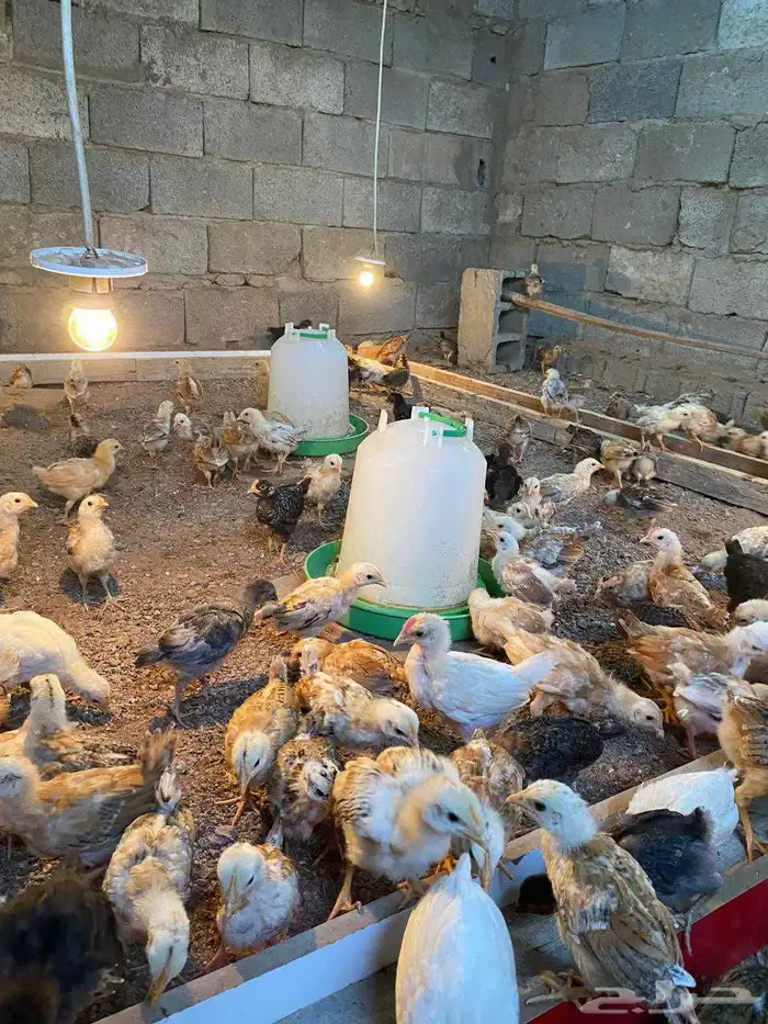 فروخ بلدي 4