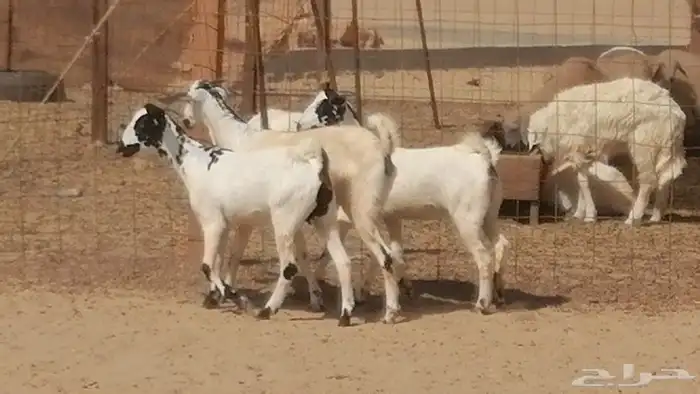 جفار بيشيات كحل فاخرة من معزا بيشية طيبة عددها 3 رأس 6