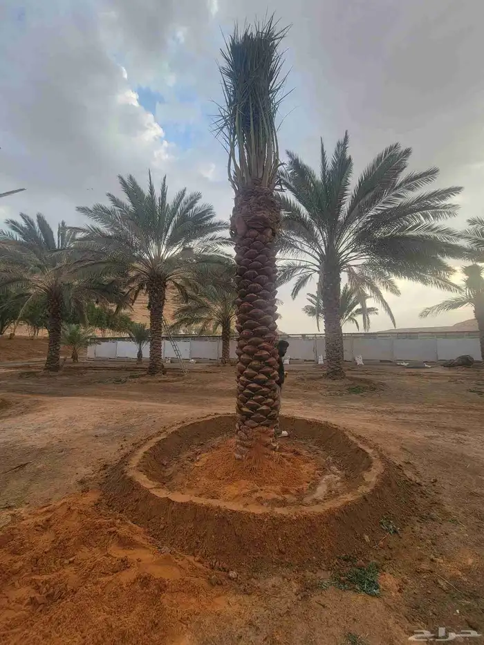 نخل واشنطني واشنطن 1