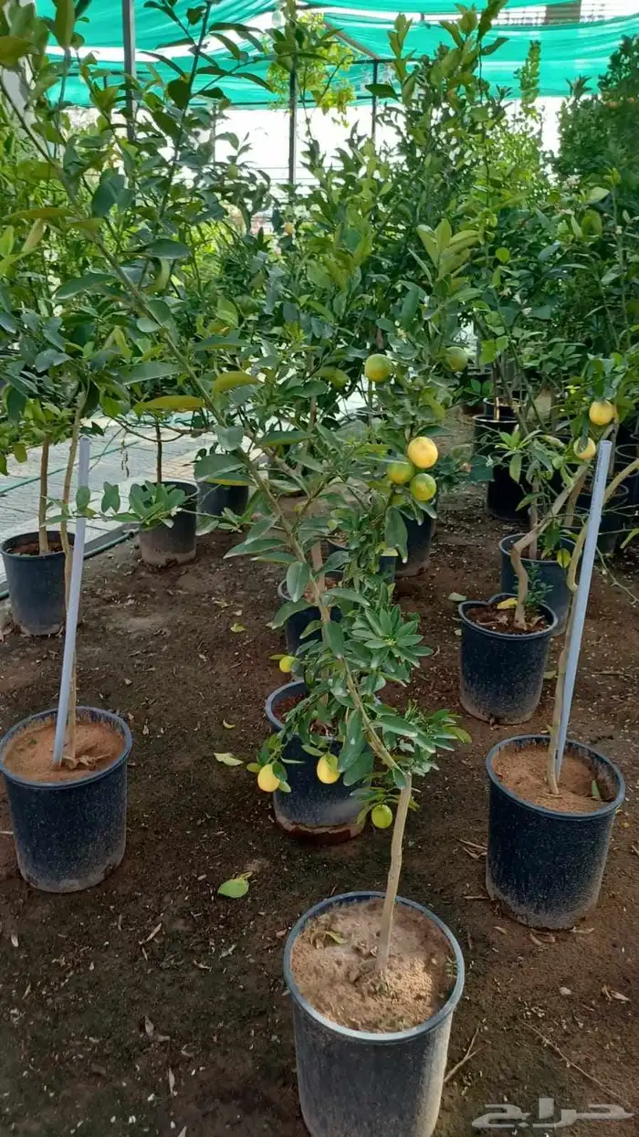 بيع جميع انواع النخل والشجر وردي وتنظيف النخيل والشجر وتنسيق 1