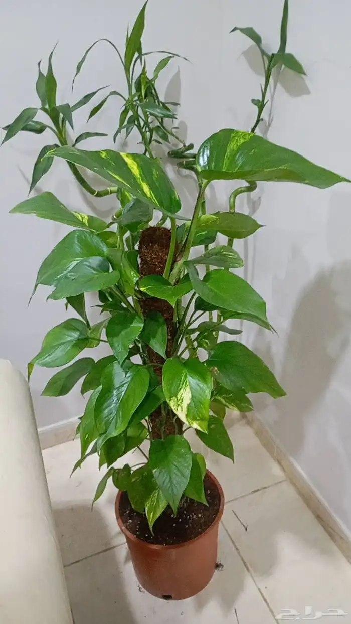 Pothos Tree 1