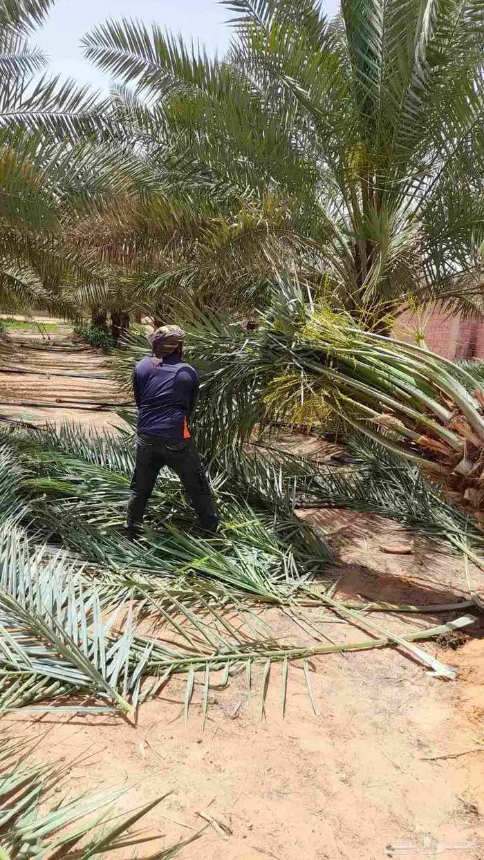 نخيل الرياض 3