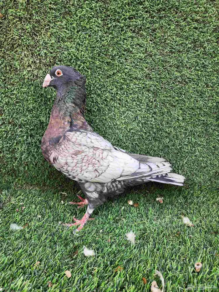 Butterfly Racing Pigeons 10