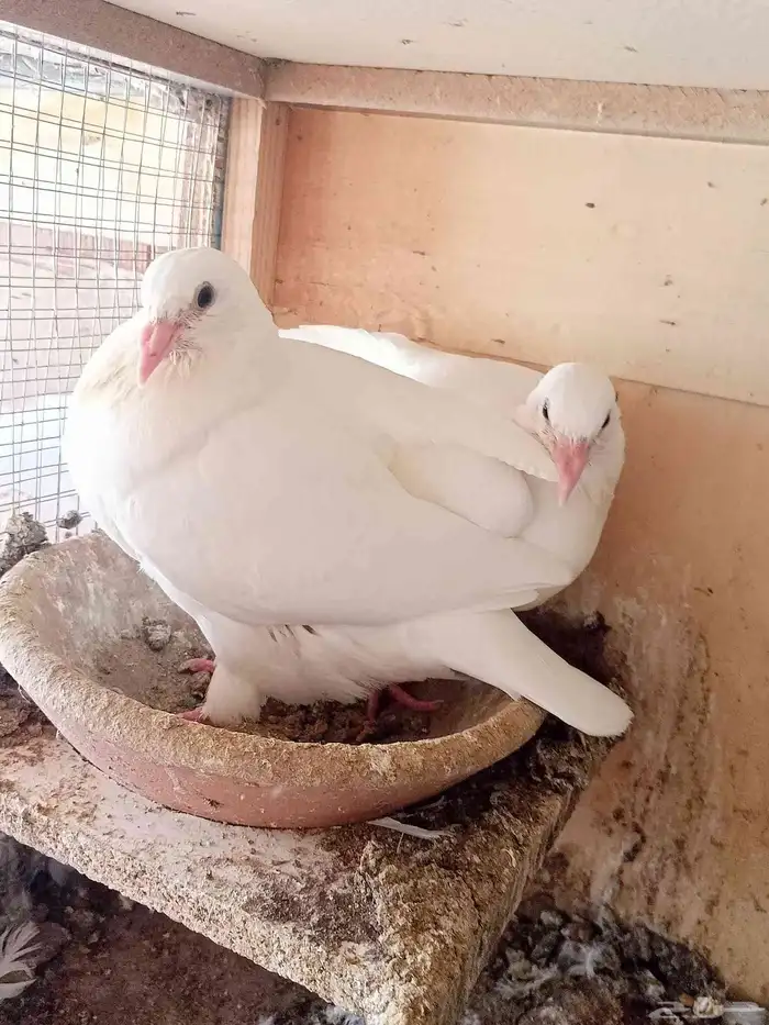 French pigeon squabs available fat and meat slaughtered and 5