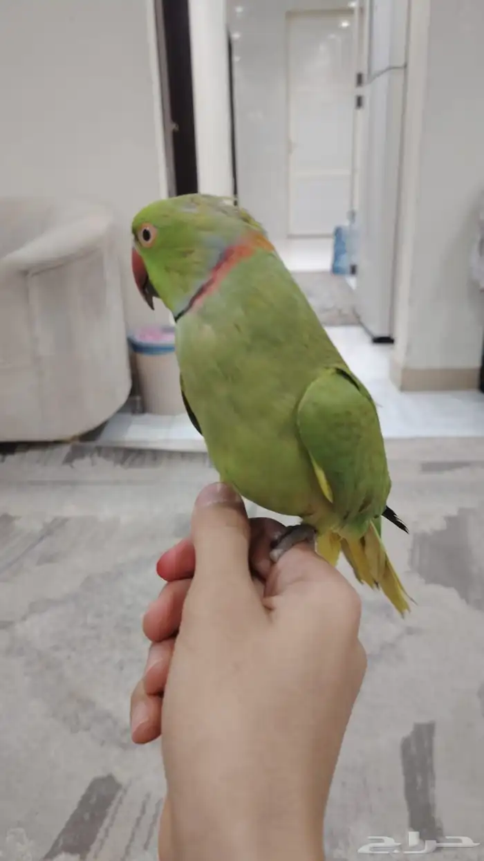 Tame and talking Indian Ringneck parrot 3