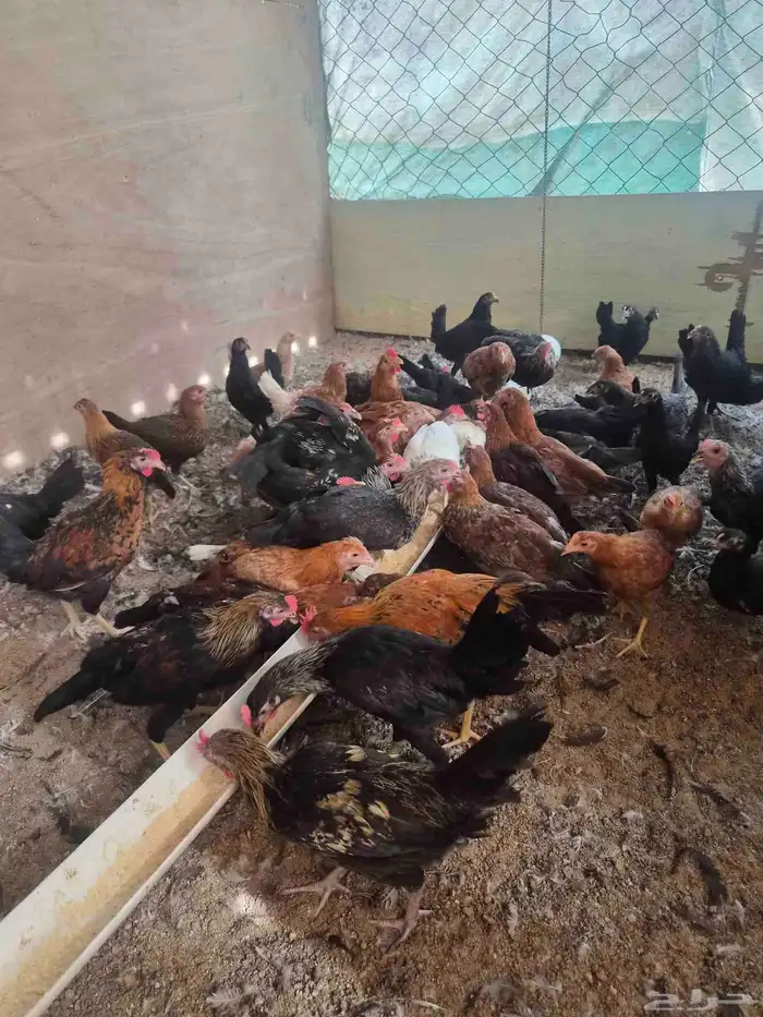 Local chicks for sale 5