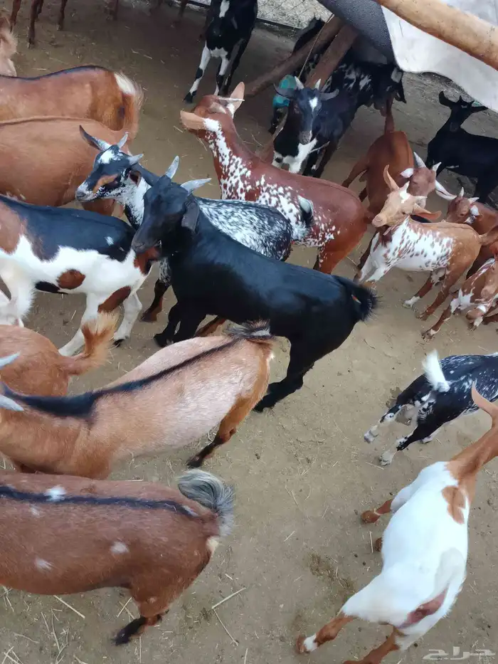 Local goats number guaranteed 23 Approximately 5 months old 1