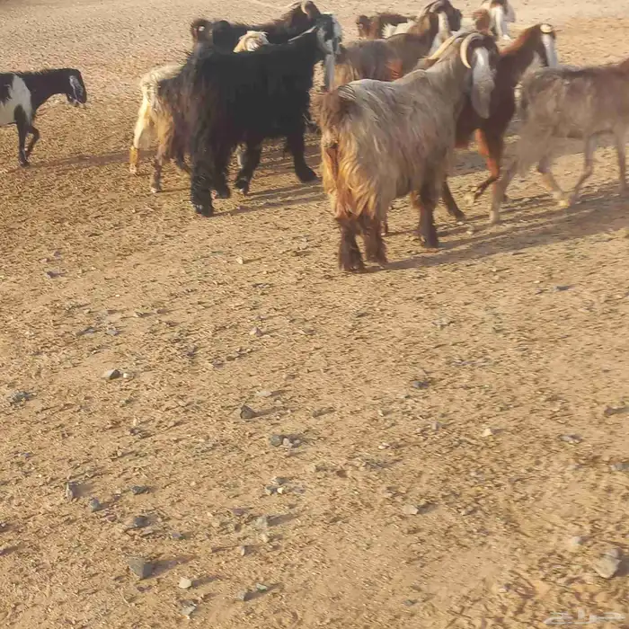 Abundant Milk Goats 10