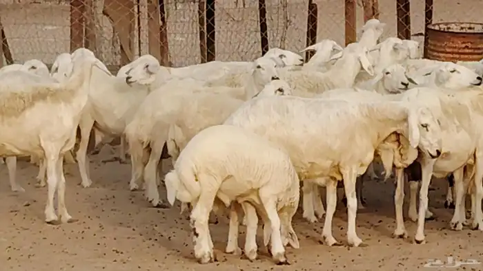 غنم حريه خلفات 56 بالفحل تحتها 54 بهمها زبايح جلب ضان مقاني 1