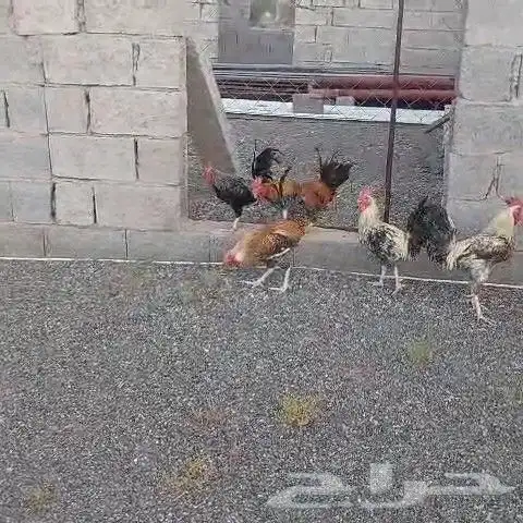 Local rooster for sale 5