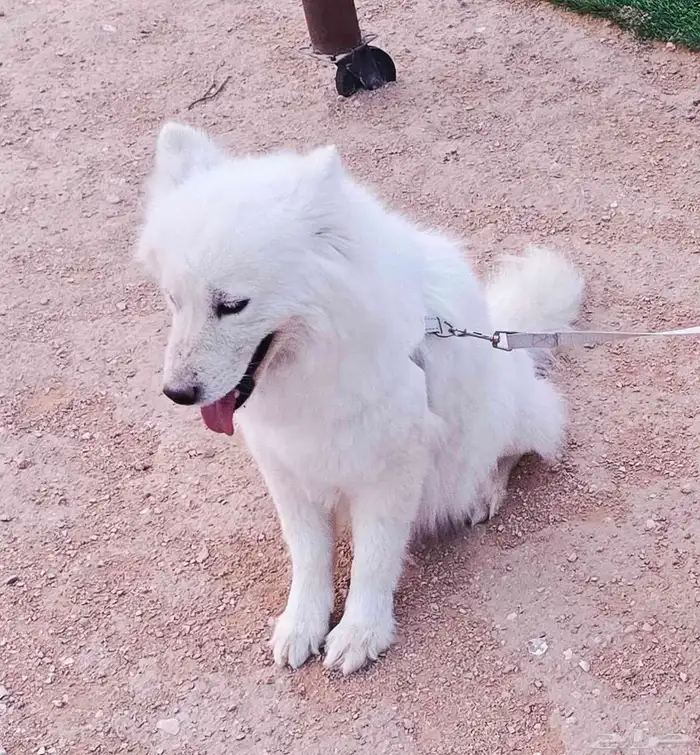 سامويد انثئ بيور عمر 4 شهور للبيع 4